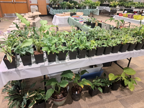 hostas on table